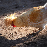 breezyacreshobbyfarm