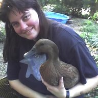 Weep-weep Ducks