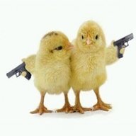 chick dynasty