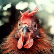 WingFeather