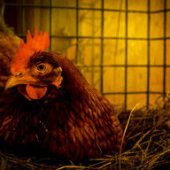 one old chick