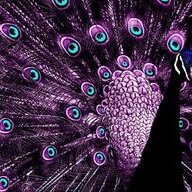 peacockprincess