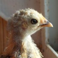 Bantam Queen