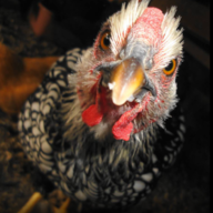 haagchick