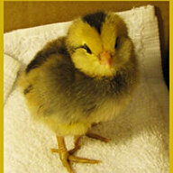 Chickatist