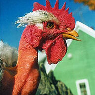drayzchickens