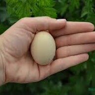 thinkinchickens