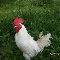 Chirpy10