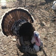 harmony farms