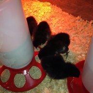 bought the farm