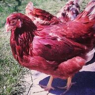 weirdtalon