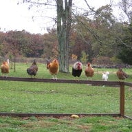 luckyduckies