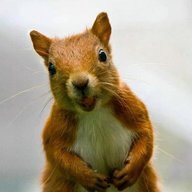 Red Squirrel