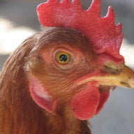 chickenboy121