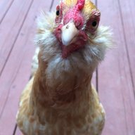 MooreChickens