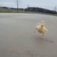 poultrylover12