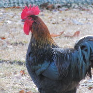 Chickenwolf