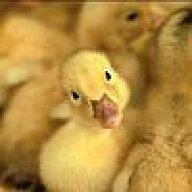 ducks4you