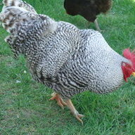 Chicken Girls
