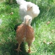 chicks in NH
