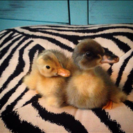 Buffducklover