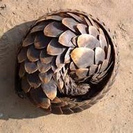 pangolin