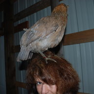 flockmomma