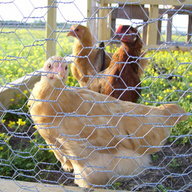 ChickenTerry