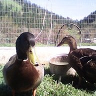 ducklady12