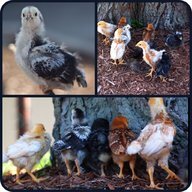 chickybrink