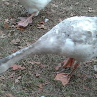 Goosecrazy