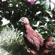 cluckingcrazy
