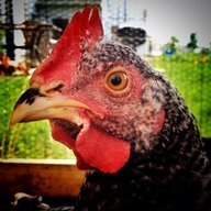 CHICKEN INDY