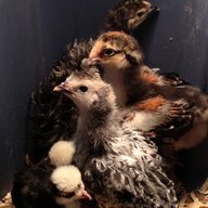 Puddle Cluckers