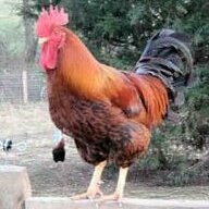 ChickenGirly