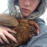 Sunny Chicks