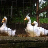 duckmomma92