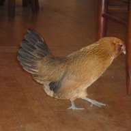 Avens Avians