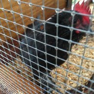 okiechick27