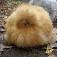 TeddyBearSilkie