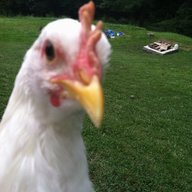 kychickenz