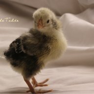 Tilde
