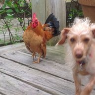 NCChickchick