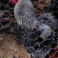 Chickoneous Fry
