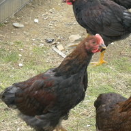 redneckchickens