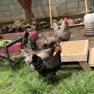 Slightly Cracked Kid