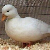 Duckquack