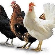 3-little-chooks
