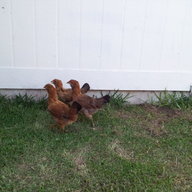 ChickenPete