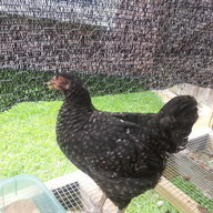 SpringTXChick